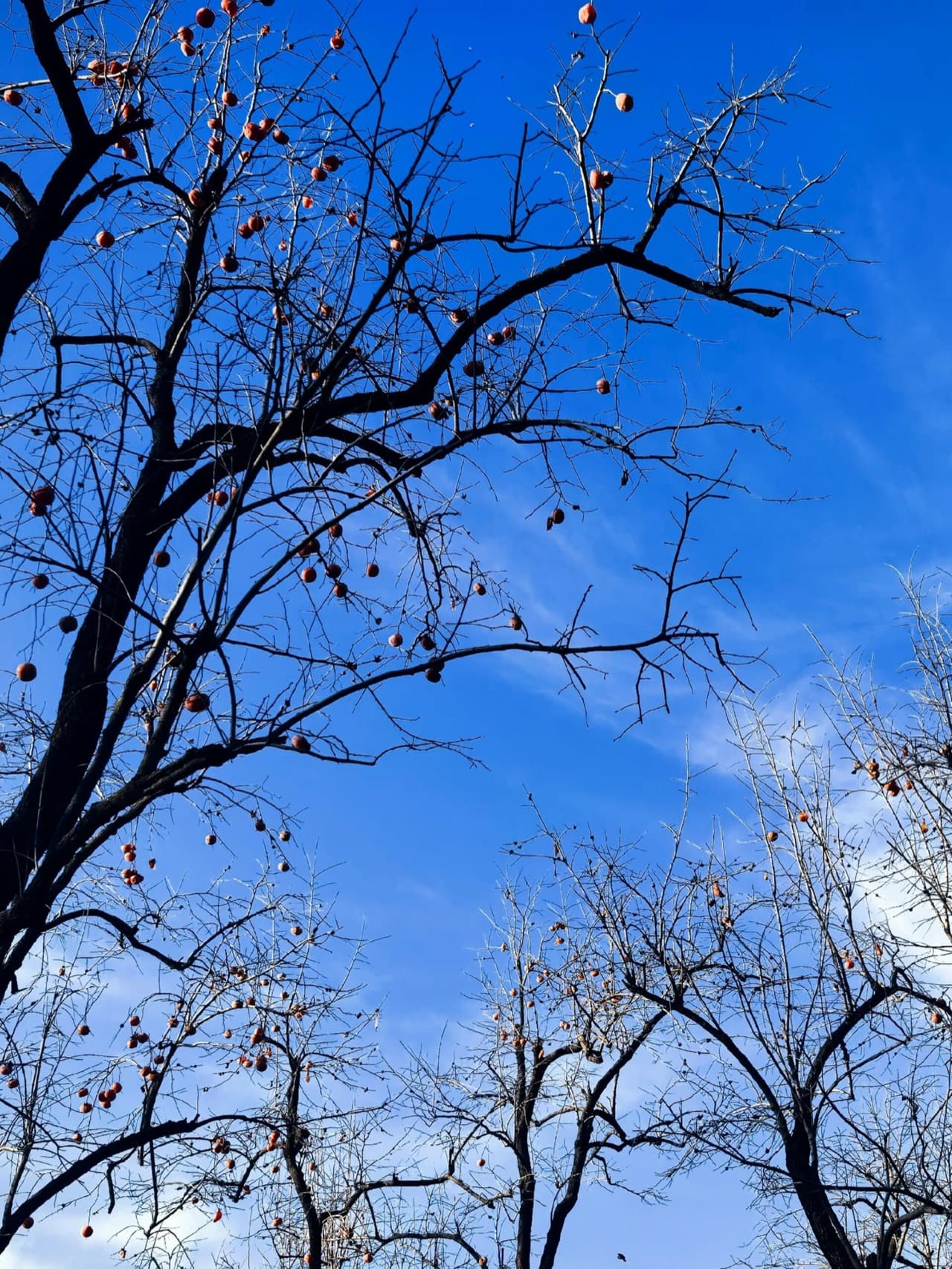 Jingshan Park panoramic view