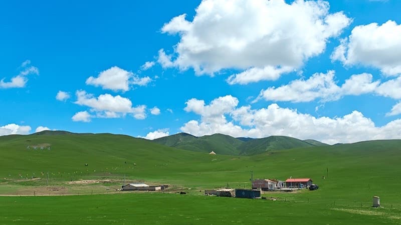 Qilian Grasslands — endless meadows stretching to snow-capped horizons