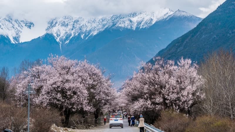 Nyingchi Spring Blossoms: 6-Day Peach Flowers & Blue Ice in Tibet