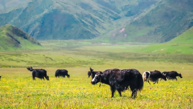 Seven Colors of Gannan: 7-Day Tibetan Shangri-La Adventure