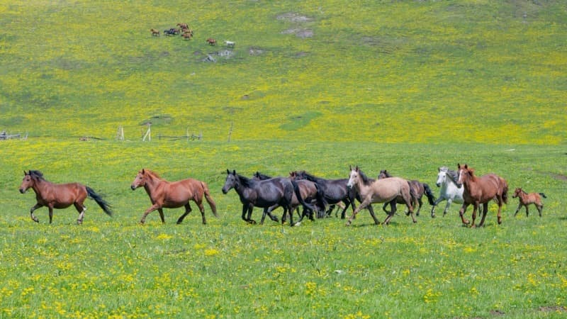 Kanas Grassland — vast alpine meadows beneath snow-capped peaks
