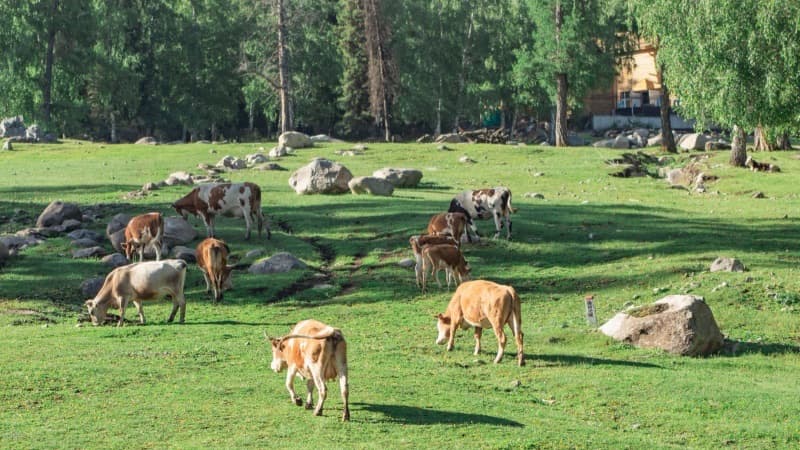 Northern Xinjiang Grand Loop: 8-Day Tianshan to Altai Mountains
