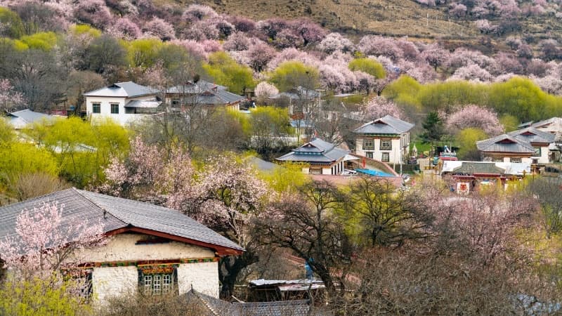 Southern Tibet Spring: 8-Day Lhasa to Nyingchi Peach Blossom Journey