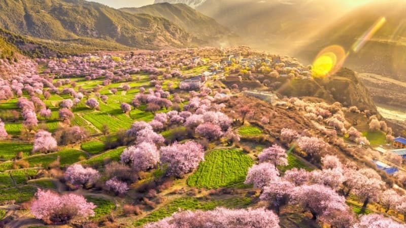 Southern Tibet Spring: 8-Day Lhasa to Nyingchi Peach Blossom Journey