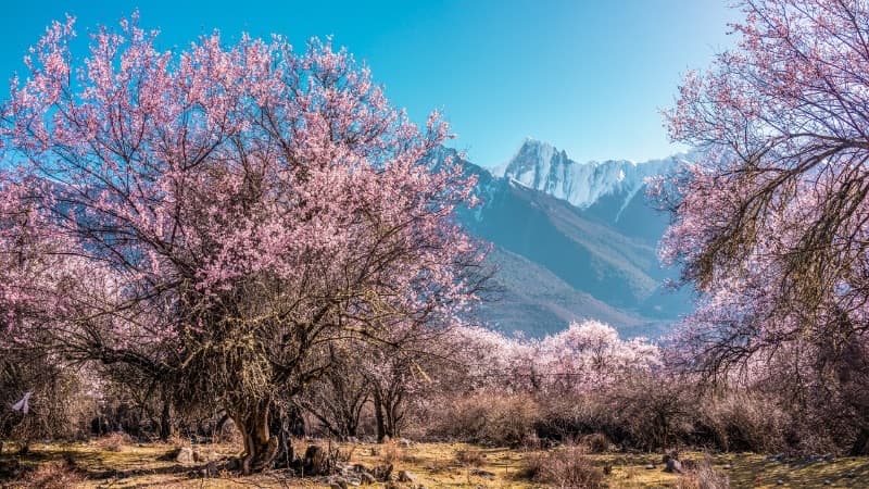 Southern Tibet Spring: 8-Day Lhasa to Nyingchi Peach Blossom Journey